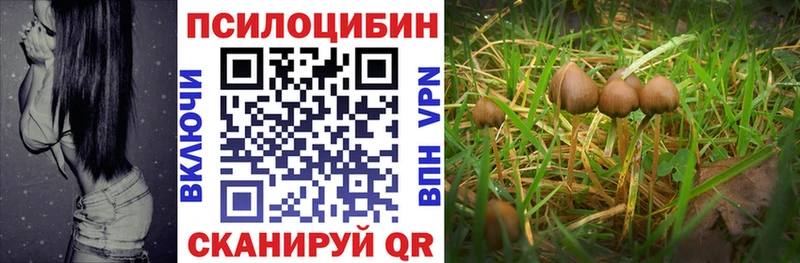 наркота Сорск Галлюциногенные грибы Psilocybine cubensis